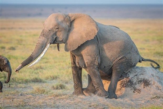 Hayvanlar seviyoruz ama onlarn doal ortamlar hakknda fazla bilgi sahibi olduumu pek sylenemez.