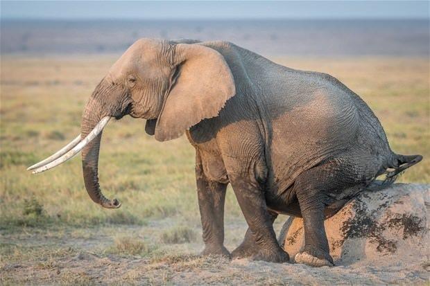 Hamile olan 30 yandaki filin doum an kameralara yansd.