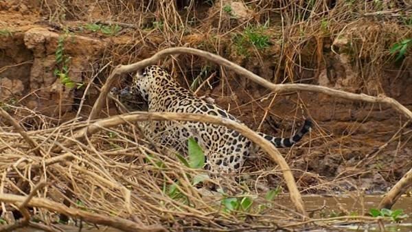 Sir David Attenborough'nun anlatcln stlendii belgeselin yeni blmn izleyenler oke oldu.