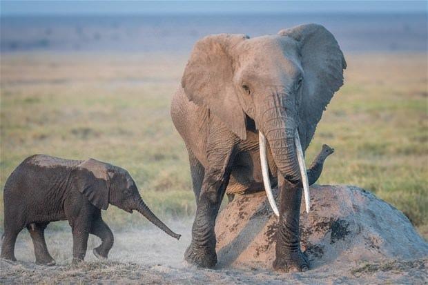Vahi yaamdan fotoraflar grenleri hayrete dryor.