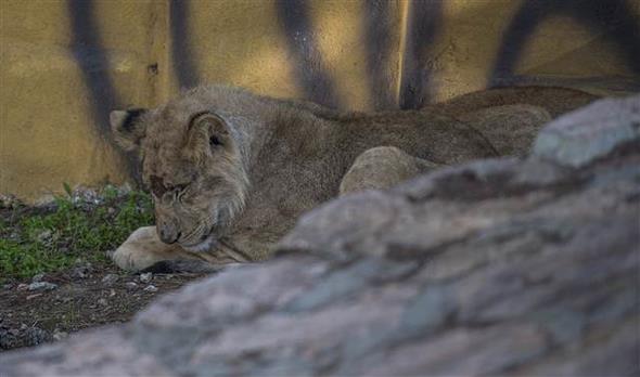 Sudan Devlet Bakan mer El Beir tarafndan Cumhurbakan Recep Tayyip Erdoan&#8217;a hediye edilen 2&#8217;si dii 4 yavru aslan, baklmas iin Gaziantep Hayvanat Bahesi&#8217;ne getirildi. Hayvanlar tantan Gaziantep Bykehir Belediye Bakan Fatma ahin, "Btn Trkiye&#8217;yi Reis&#8217;in aslanlarn grmek iin buraya davet ediyorum" dedi. Fatma ahin, aslanlara Cumhurbakan Erdoan tarafndan 'Nil', 'Sultan', 'Sudan' ve 'Sevakin' adlarnn verildiini syledi.
