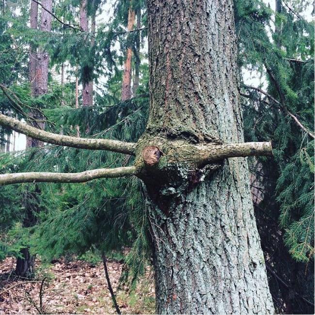 Tabiat srprizlerle doludur demitik. Aa iinde aa
