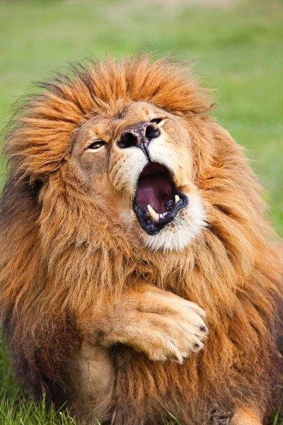 Dnya apnda dzenlenen "The Comedy Wildlife Awards" (Komik Vahi Yaam Fotoraflar dlleri) isimli fotoraflk yarmasnn finalistleri belli oldu.