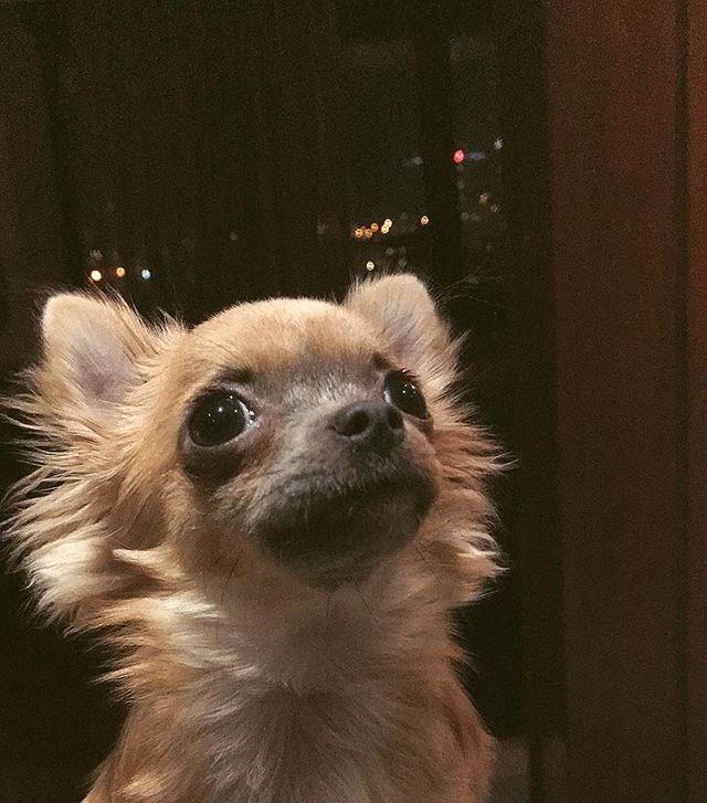 31 yandaki Sangu'nun kpei, Chihuahua ya da ivava, dnyann en kk trlerinden biri olan kpek rk. Adn Aztek eyaleti Chihuahua'dan alr. Arl 0,5 - 2,7 kg, omuzdan yere ykseklii en fazla 13 cm'dir. Kulaklar iridir.