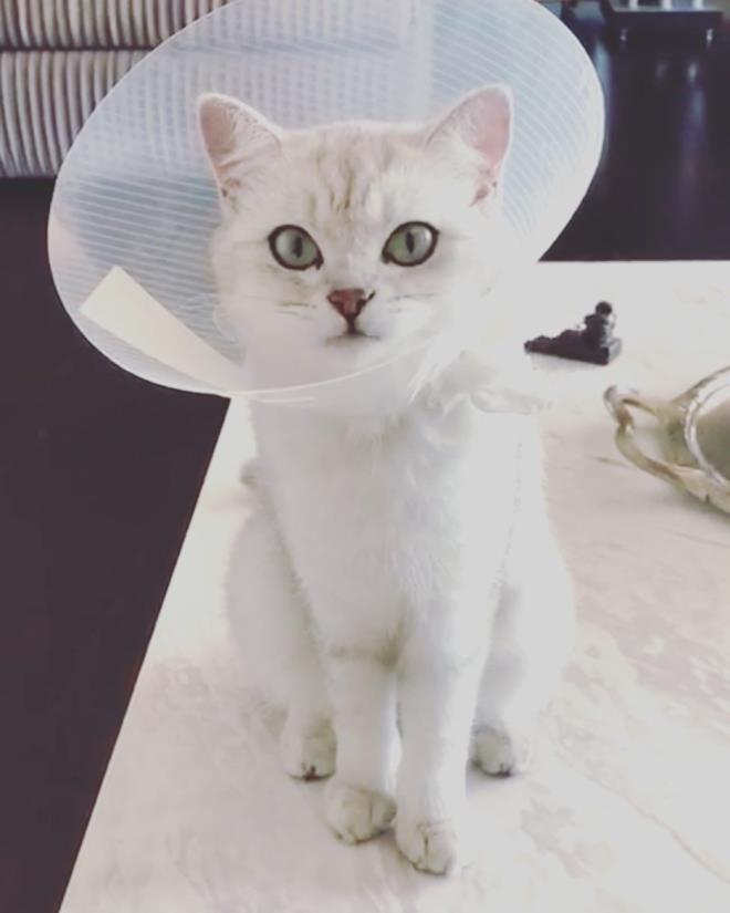 <p><b>BAAK DZER</b></p>    <p>nl modac ve oyuncu Kvan Tatltu'un ei Baak Dizer, kedisinin fotorafn "Bu sene pamuk prenseslerde yksek ve dik yakalar moda" notuyla yaynlad.</p>