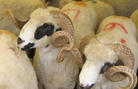 Kurban Bayram Arefesi 1/2 - 14 Ekim Pazartesi