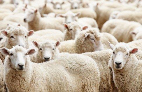 Kurban Bayram 15-16-17-18 Ekim Sal, aramba, Perembe,Cuma