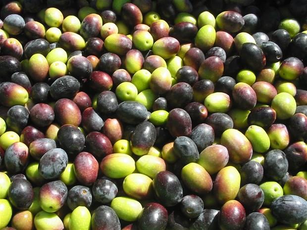 "Omega 9 ya asidi asndan da zeytin nemlidir"