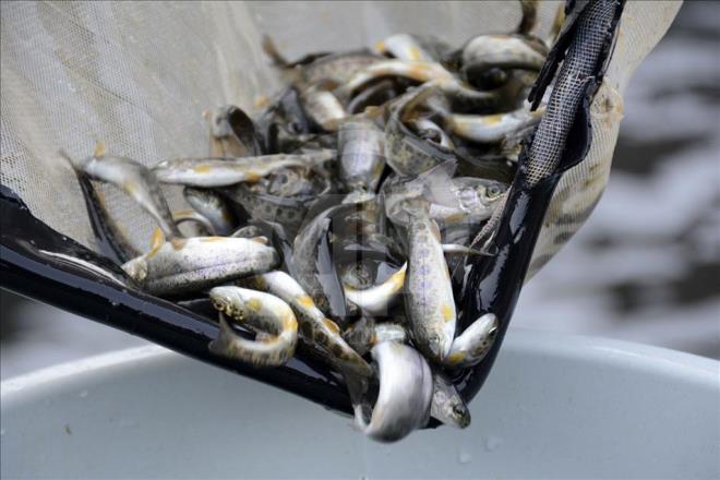 zengin dere yataklar ve enerji iin kurulan barajlardaki 38 tesiste her yl ortalama 4 bin 675 ton alabalk retiliyor.