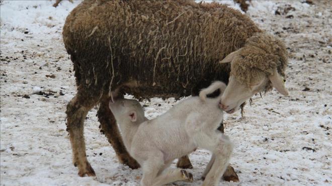Konya'nn Beyehir ilesinde etkili olan kar yann bitki rtsn kaplad yaylalarda besiciler, dondurucu soua ramen hayvanlarn yetitirmeye alyor.
