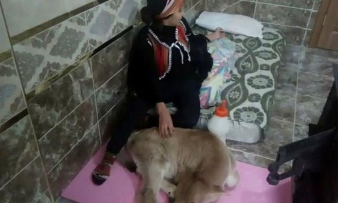 Hamdu Sena Bilgin, buzasnn da salna kavumaya balamas nedeniyle mutluluunu babas Atilla Bilgin'in ektii video ile paylat. Hamdu Sena "Buzamn hastayd, atei vard, yordu, titriyordu. Ben de onu alp eve getirdim. Sobann yannda sndk. uanda iyi, uyuyor. Yarm litre st iti.