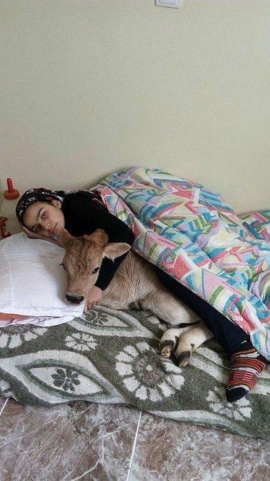 Hamdu Sena, sosyal medya hesabndan paylat son fotoraf da yine beeni toplad. Hamdu Sena "Buzavm hasta. Bugn birlikte yatma karar aldk. Hayrl akamlar' yazs ile birlikte buzas ile birlikte uyuduu fotoraf sosyal medya hesabndan paylat. Bu fotoraf ksa srede ok sayda kii tarafndan paylald ve beenildi.