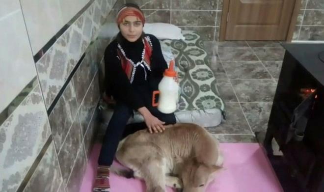 Yaclar Kynde obanlk yapan ailesiyle birlikte yaayan Hamdu Sena, yeni doum yapan keiyi kendi srtna, keinin yavrusunu da oban kpei 'Tomi'nin srtna okul antasnn iine koyarak balam ve bu fotorafla gndeme gelmiti.