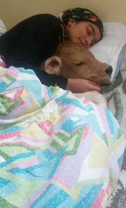 Akam bu yatakta yattk. O sa tarafta ben sol tarafta. imdi iyi, birazck atei var" diyerek sevincini paylat. Hamdu Sena, iftilere ve hayvanclkla uraanlara da "Her yeni doan buza bir anne adaydr. Buzalarmz lmesin'' mesajn iletti.