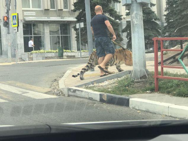 Rusya'nn Samara ehrinde bir adamn kaplann yrye kardn fark edenler byk korku yaad.