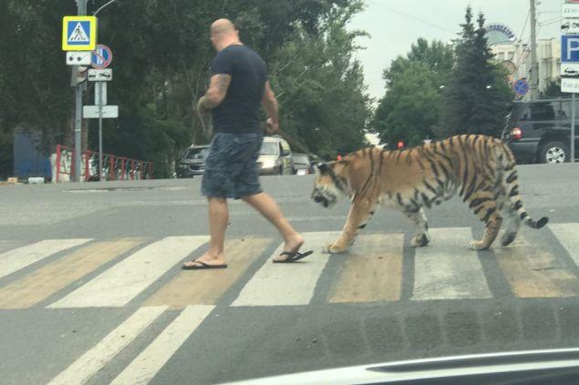 Kan dondurucu gezintinin fotoraflarnn sosyal medyada yaylmasnn ardndan, bazlar adamn hayvan eiticisi Artur Bagdasarov olduunu, kaplann ise sirklerde yer aldn iddia etti. Kaplann sakin olduu kaydedilirken olay sonucu kimsenin yaralanmad bildirildi.