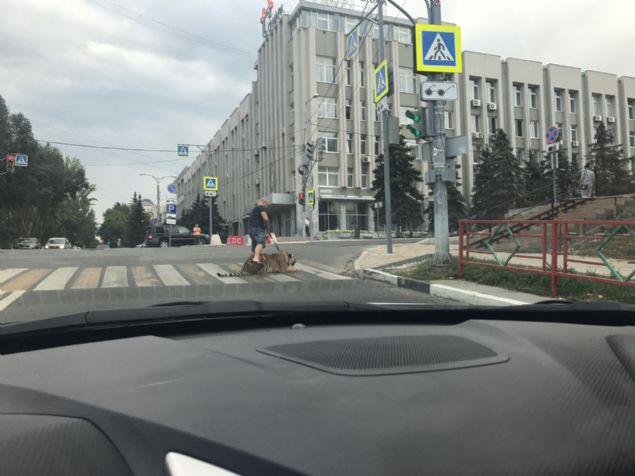 Kaplan ve sahibinin gezintisi, yoldan geen bir aratan grntlendi.