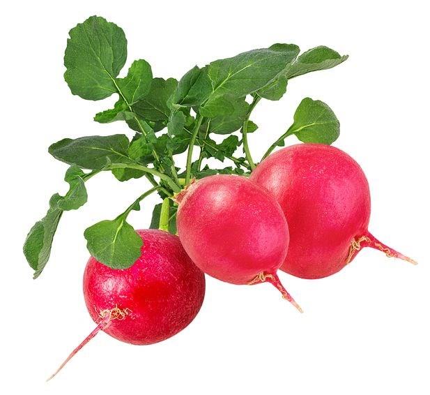 Turp: En bilinenleri siyah ve krmz turptur. Btn turp eitleri antioksidan olarak bilinen flavonoidlerden zengindir. Lif ierii ve ierdii glukosinolat birleikleri ile kaln barsak kanseri bata olmak zere, kansere kar koruma salad dnlmektedir.1 kase turp rendesi tketildiinde gnlk posa ihtiyacn %25&#8217;i karlanm olur.