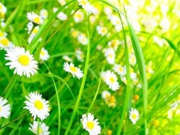 20 Nisan &#8211; 30 Nisan:    Gsterili ve kaliteli olan her eyi seven, maddi ve manevi deerlerini nemseyen, koruyan, sahiplenen, sosyal hayatn iinde yer almaktan zevk alan, arkadalarnn nemseyen, gzel bir evrede yaamak isteyen, ince ve nazik yapsyla takdir edilen kavga ve ekimelerden holanmayan kiilerdir.