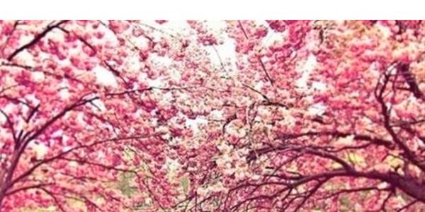 1 Haziran &#8211; 10 Haziran:    Sosyal ilikilerini nemseyen, akll davranabilen, zeki, uzlamac, hayatn gzel yanlarnn tadn karabilen,nabza gre erbet vermeyi bilen, duyarl ve yapc davranabilen, sradan eylerden holanmayan, aka nem veren kiilerdir