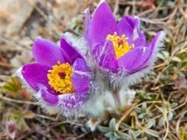 10 Nisan &#8211; 20 Nisan:    Kefetmekten, yeniliklerde bulunmaktan holanan, para harcama meyli yksek, hosohbet, ak fikirli, iyi niyetli, saduyulu, cmert ve kendine gvenen, adaletli, yardma hazr, takdir edilmeyi seven, yabanc dile meyilli, seyahat etmekten holanan kiilerdir.