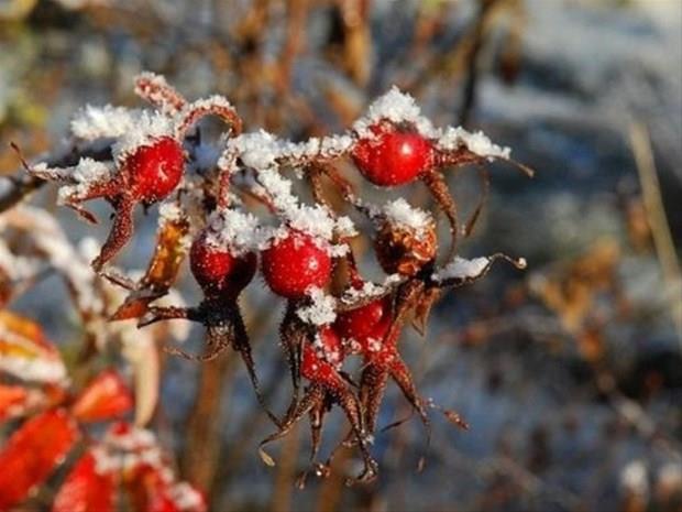 22 Aralk &#8211; 31 Aralk:    Sorumluluk sahibi, ne istediini bilen, doru ve yerinde kararlar alabilen bir kiilik Disiplinli bir aba ile her trl gln stesinden gelebilen. Sadk ve gvenilir.  gzlem gcne sahip, yava ve emin admlarla ilerlemekten yana olan Koullar ve artlara gre kendini ayarlayabilen uarlktan asla holanmayan. Akta gven, sayg ve sevgiye deer veren. Olduka tutkulu, sevdiine sahip kan Liderlik gc yksek, organize, i hayatnda parlayabilen. Bazen karamsar olabilen.