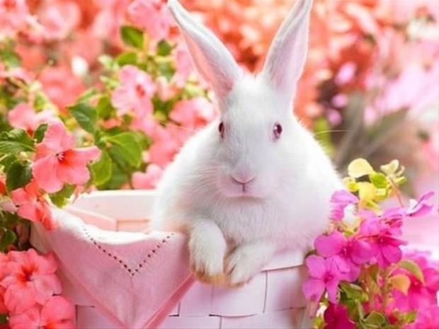 1 Mays &#8211; 10 Mays:    Zihinsel yetenekleri yksek, akln nemseyen, sezgileri kuvvetli, ilgi alanlar youn, dnyay gzlemlemekten holanan, konuma ve yazma yetenei son derece gl, insanlar kolayca zebilen ,organizasyon becerisi muazzam. Bakalaryla almaya msait, uyumlu, konumasyla karsndakini etkileyebilen kiilerdir.