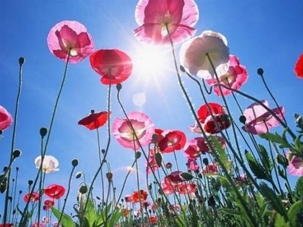 1 Temmuz &#8211; 11 Temmuz:    Dnce gc yksek, sezgileri youn, yeniliki dnebilen, kendini yenileyebilen, yzeyde olanlarla yetinmeyen, aratrmadan gvenmeyen, gl iyiletirme gc olan, gl olmay, gvende olmay nemseyen kiilerdir.