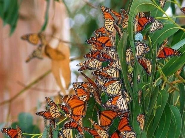 22 Haziran &#8211; 30 Haziran:    Gvende yaamak isteyen, empati yn gl, ailesine, sevdiklerine nem veren, ilikilerde uzlamaktan yana olan, duygusal deerlerine nem veren, etkileme gc yksek, kendini gvende hissetmediinde tepkisel davranabilen kiilerdir.