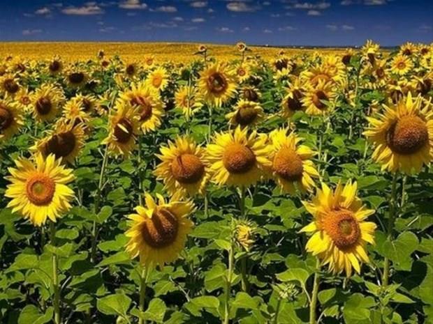 23 Austos &#8211; 1 Eyll:    Mantkl, becerikli, akll, bakalaryla kolaylkla balant kurabilen, ak nemseyen, sorunlardan pek holanmayan, kaliteli ortamlar, elit yerlerden holanan,keskin gzlem gcne sahip, bir bakta eksiklerini grebilen, olaylarn ardndaki gerekleri nemseyen ve renmek isteyen, abuk kavrayan, net grmek isteyen, iletiimci kiilerdir.