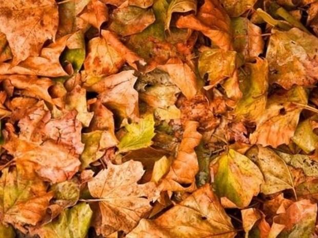 24 Ekim &#8211; 1 Kasm:    Kadnlar olduka ekici, Erkekleri karizmatik. Kar cins zerinde gayet etkililer Mistizm, bilinmeyenler konusunda merakl ve bu ynde yetenekleri olabilen. Dnm, deiim ve her trl yenilikten holanan. Bunun iin gerekirse savaabilen Szleri keskin kendine gvenli. Doruluktan holanan. Disiplinli ve gl bir karakter. Gizliliklerine nem veren, bakalarnn srlarn kolayca renebilen G ve kontrol kurmaktan holanan, szlerinin dinlenmesini isteyen.