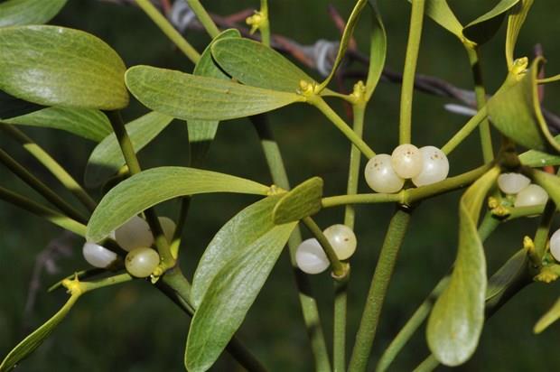 Kronik ve ilerleyen enfeksiyonlarda (tberkloz), hipertirodizmde, vcut scaklnn 38 dereceyi getii iltihabi hastalklarda, sinir sistemi tmrlerinde, omurilik tmrlerinde kullanlmamaldr. Hastada yksek ate olduunda tedavi kesilmelidir.Tedavi edici dozun stnde meyvelerin kusturucu zelliinden dolay ocuklarda lme neden olabilir. Ate drc ilalarla birlikte kullanlmamaldr. Antihipertansifler, kalp ilalar, baklk sistemini basklayan ilalar, sinir sistemi depresanlaryla kullanm tavsiye edilmez.