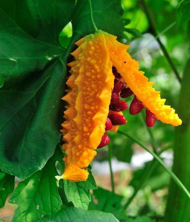 Kudret nar:<br> Geleneksel kullanmda ve bilimsel almalarda bitkinin dk yaptrc etkisinin olduu bildirilmitir. Hipoglisemik koma, ocuklarda konvlziyon, favizm tr belirtiler, ba ars, farelerde dourganln azalmas ve deney hayvanlarnda gama-glutamiltransferaz ile alkalin fosfataz seviyelerinde art yan etkileri olarak kaydedilmitir.