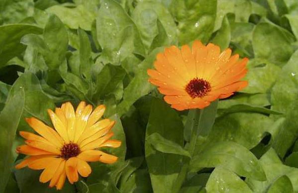 Nergiz (Aynisefa):<br> Kontakt dermatit oluabilir, ar duyarlk reaksiyonlar geliebilir. 12 ya alt ocuklarda gvenlilikle ilgili yeterli veri olmadndan kullanlmamaldr. Hamile ve emzirenlerde kullanlmas nerilmez.