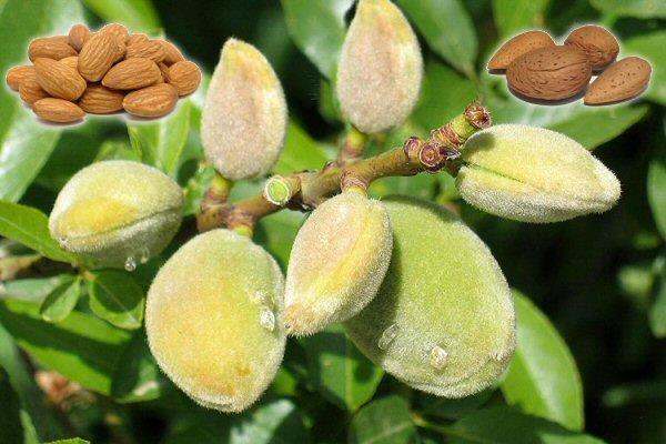 Gz bebei bymesi, ba dnmesi, gz kapaklarnn kapanmas, uyuukluk, ba ars, nefes alp vermede hzlanma, kas zayflamas, midede ar, bulant ve kusma oluur.