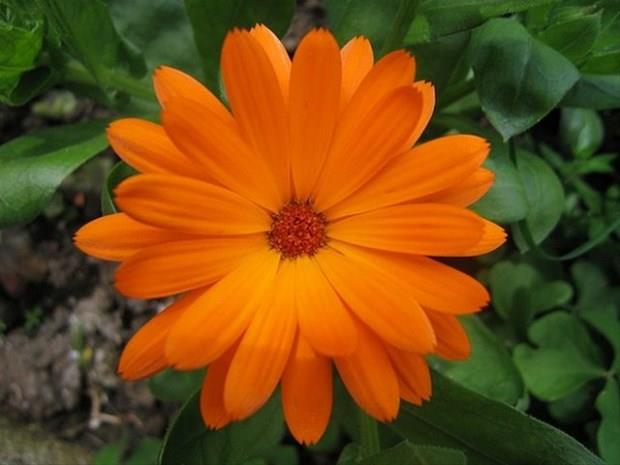 Cilt enfeksiyonu belirtileri grlrse bir doktorla temasa geilmelidir.