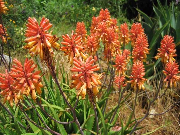 Crohns hastal ve lseratif kolitte kullanlmamaldr. Kolorektal kanser riski bulunmaktadr.