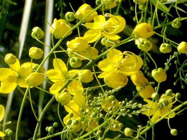 Barsak tkanklnda, iltihapl barsak hastalklarnda apandisitte ve elektrolit eksikliinde kullanlmamaldr.