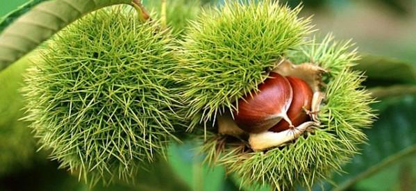 At kestanesi:   <br>Mide barsak ikayetleri, baars, vertigo, kant ve alerjik reaksiyonlar oluabilir. ocuklarda ve 18 ya alt genlerde kullanm uygun deildir. Hamile ve emzirenler iin nerilmez.