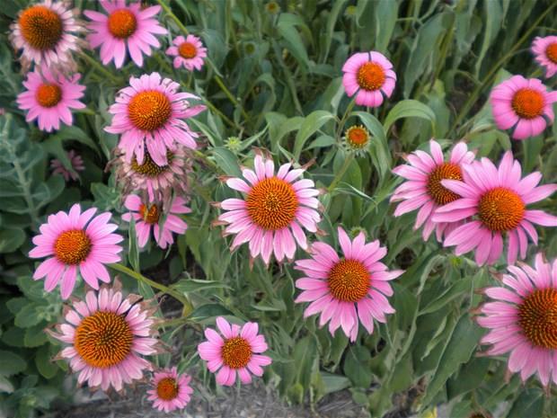 Teorik olarak iyi tolere edilmekte olup en yaygn bildirilen istenmeyen olay mide barsak rahatszlklar ve dkntlerdir. 10 gnden fazla kullanlmamas nerilir.Avrupa la Ajans ocuklarda kullanlmasn nermemektedir ve 1 yandan kk ocuklarda kullanm tavsiye edilmez. nsanlarda "CYP1A2" enzimlerini bastrd iin bu enzim araclyla metabolize olan ilalarn seviyesinin artmasna neden olabilir.