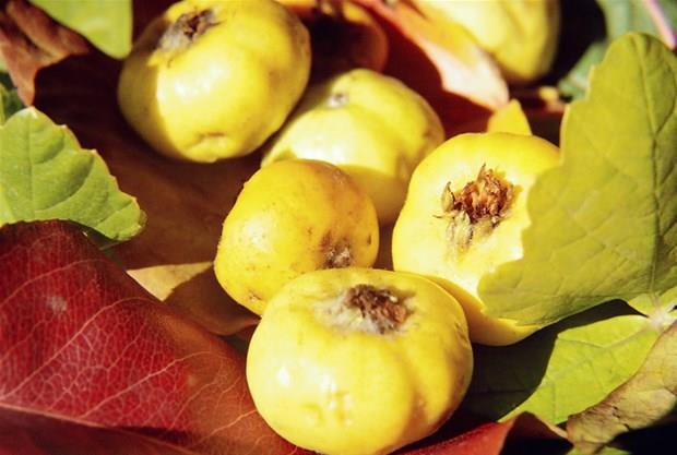 Al: <br>12 ya altnda kullanlmamaldr.