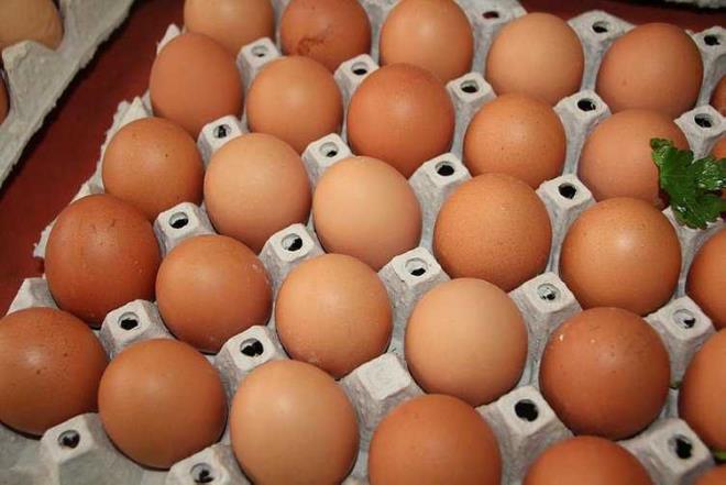 YUMURTA VE DL PEYNR     Protein ynnden zengindir. Tok tutucu zellie sahiptir.