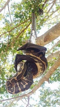 Yarasann sivri peneleri ve kanatlar, pitonun onu yemesine engel oldu.