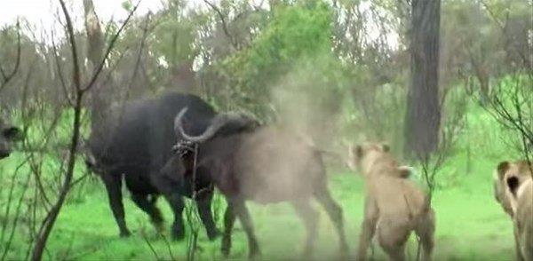 Tek bana yakaladklar bufaloya saldran aslanlar neye uradklarn ardlar.