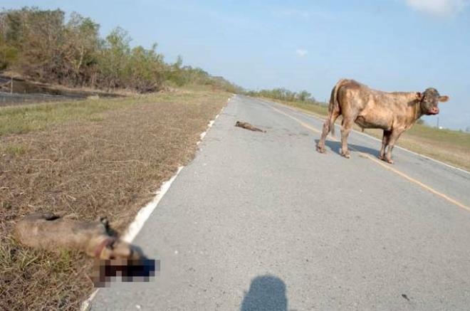 Bu tekmenin ardndan pitbulun biri yerden kalkamyor. Az nce kafa darbesiyle yanndan uzaklaan dier pitbulu da boa yine tekmeyle kendinden uzaklatryor...