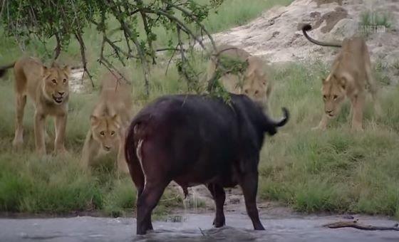 4 aslan tarafndan keye skan bufalonun akl almaz mcadelesi kameralara ite byle yansd.