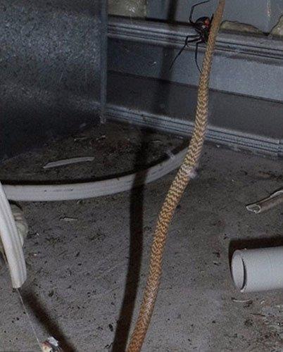 Ve ite, rmcek ana taklan kahverengi ylanlarn zor anlar...