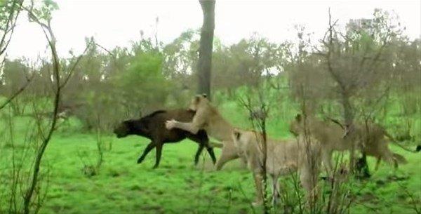 Bufalo srs geri dnp ayn anda aslanlara saldrnca geri ekilmek zorunda kaldlar.