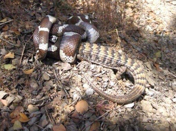 Vahi doada hayatta kalabilmek iin hi bitmeyen bir lm kalm sava var. Bu inkar edilemez gerein en arpc fotoraf ise ABD'nin Santa Ynez Vadisi'nde ekildi...