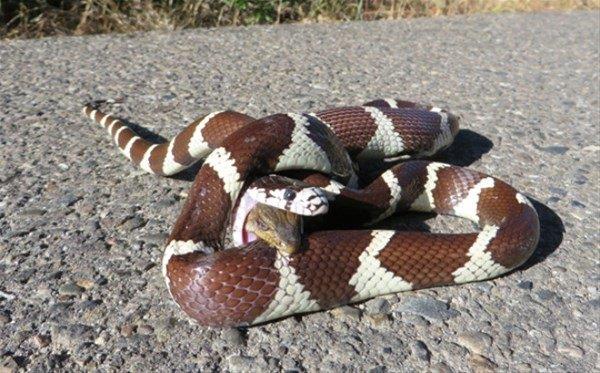 Sabahn ilk saatleriyle birlikte ava kan Kaliforniya kral ylan gzne kestirdii dev kertenkeleyi kuyruundan yakalayp tek para halinde yutmaya balad.